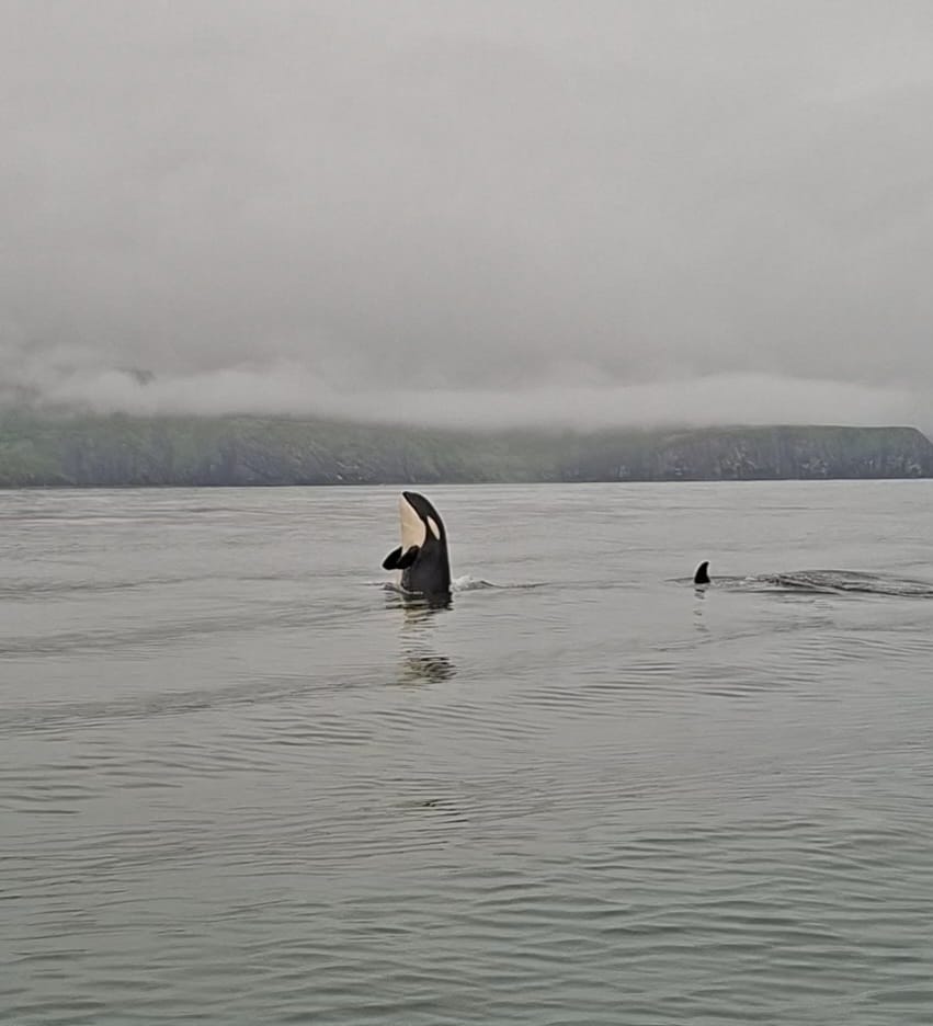 Косатка выходит из воды у берегов Камчатки во время морской прогулки