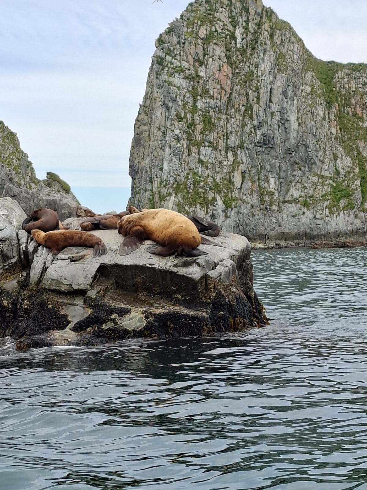 Sea lions resting on rocks near the Kamchatka coast
