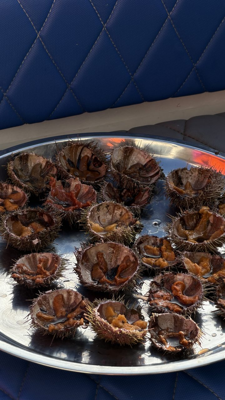 Plate of fresh sea urchins on board the Antur boat