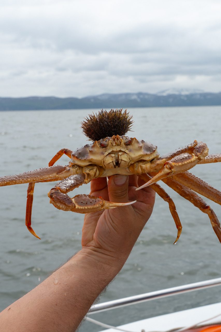 Краб-стригун и морской еж на фоне камчатской акватории